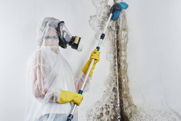 Best Mold Remediation for Specific Building Types in USA